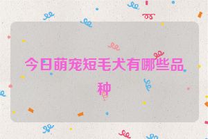 今日萌宠短毛犬有哪些品种