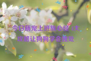 今日萌宠上班族心经 4大攻略让狗狗学会独处