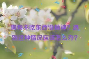 狗狗不吃东西没精神？遇到这种情况应该怎么办？