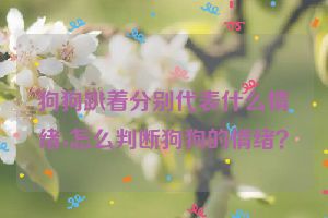 狗狗趴着分别代表什么情绪-怎么判断狗狗的情绪？