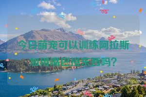 今日萌宠可以训练阿拉斯加用嘴巴接东西吗？