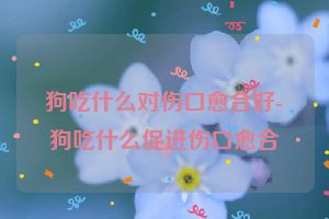 狗吃什么对伤口愈合好-狗吃什么促进伤口愈合