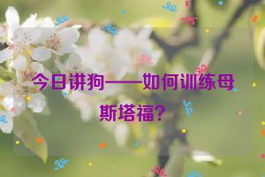 今日讲狗——如何训练母斯塔福？