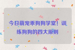 今日萌宠乖狗狗学堂！训练狗狗的四大原则