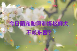 今日萌宠如何训练松狮犬不咬东西？