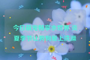 今日萌宠畅享水世界 炎夏季节让狗狗爱上洗澡