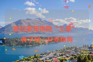 我们家宠物狗“土豪” 养了另一只宠物狗