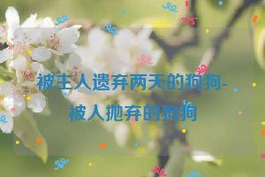 被主人遗弃两天的狗狗-被人抛弃的狗狗