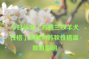 今日萌宠【苏格兰牧羊犬性格】明星狗苏牧性格温顺且聪明