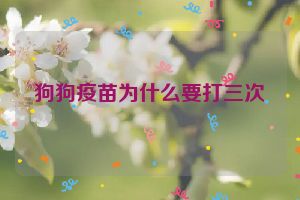 狗狗疫苗为什么要打三次