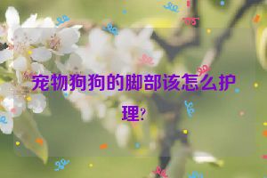 宠物狗狗的脚部该怎么护理?