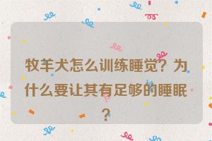 牧羊犬怎么训练睡觉？为什么要让其有足够的睡眠？