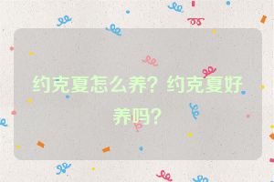 约克夏怎么养？约克夏好养吗？