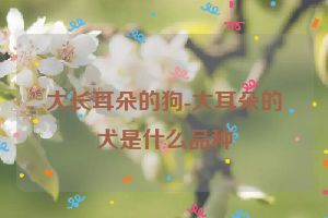 大长耳朵的狗-大耳朵的犬是什么品种