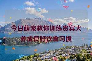 今日萌宠教你训练贵宾犬养成良好饮食习惯