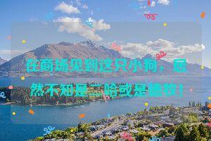在商场见到这只小狗，居然不知是二哈或是德牧！