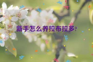 新手怎么养拉布拉多?