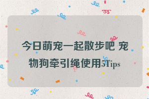 今日萌宠一起散步吧 宠物狗牵引绳使用5Tips