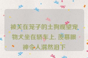 被关在笼子的土狗观望宠物犬坐在轿车上, 羡慕眼神令人潸然泪下