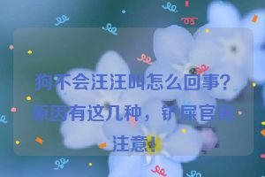 狗不会汪汪叫怎么回事？原因有这几种，铲屎官需注意！