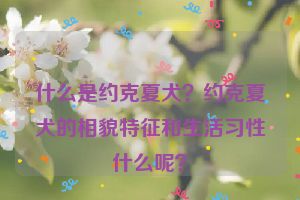 什么是约克夏犬？约克夏犬的相貌特征和生活习性什么呢？